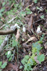Codonorchis lessonii