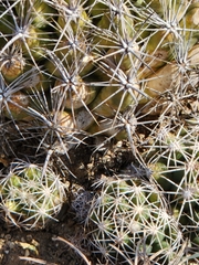 Coryphantha sulcata
