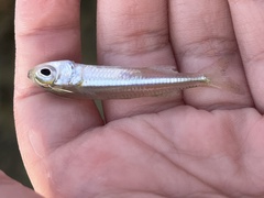 Atherinomorus stipes