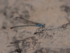 Argia apicalis