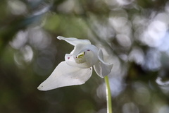 Codonorchis lessonii