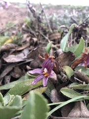 Aphyllon californicum