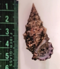 Cerithium maculosum