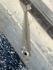 Atherinomorus stipes