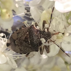 Podisus serieventris