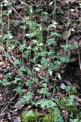 Codonorchis lessonii