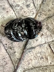 Geotrupes balyi