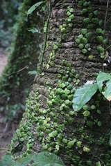 Peperomia serpens