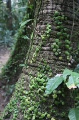 Peperomia serpens