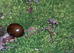 Curculionoidea
