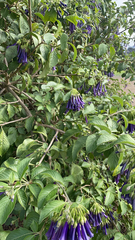 Iochroma