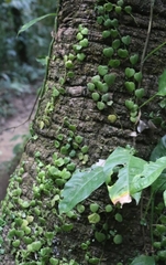 Peperomia serpens