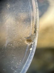 Bunodeopsis globulifera