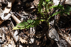 Cirsium vulgare