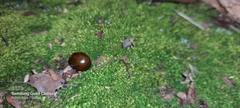 Curculionoidea