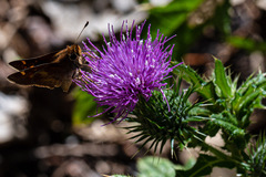 Cirsium vulgare