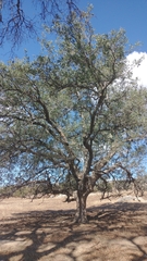 Quercus engelmannii