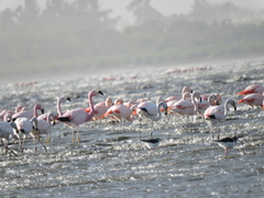 Phoenicoparrus jamesi