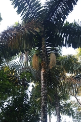 Iriartea deltoidea