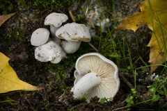 Leucocybe connata