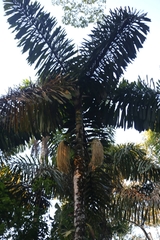 Iriartea deltoidea