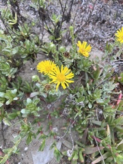 Heterotheca sessiliflora