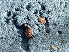 Armadillidium nasatum
