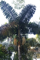 Iriartea deltoidea