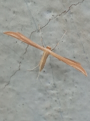 Pterophorinae