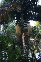 Iriartea deltoidea
