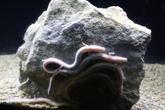 Proteus anguinus anguinus