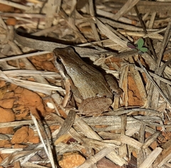 Physalaemus cuvieri