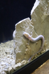 Proteus anguinus anguinus