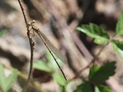 Argia moesta