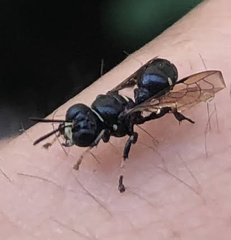 Clitemnestra bipunctata