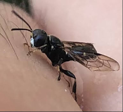 Clitemnestra bipunctata