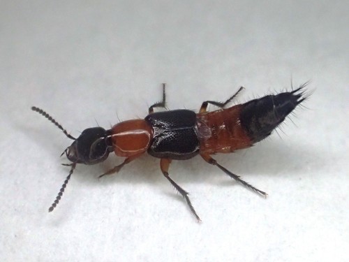 Black and Red Rove Beetle (Laetulonthus laetulus) wildspecies.ca