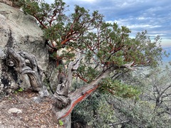 Arbutus arizonica