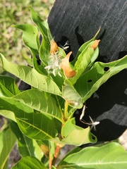 Cephalanthus occidentalis