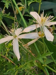 Clematis