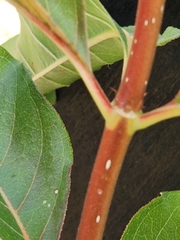 Cephalanthus occidentalis