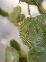 Bunodeopsis globulifera