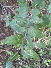 Zanthoxylum clava-herculis