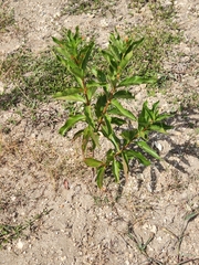 Cephalanthus occidentalis