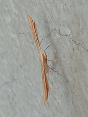 Pterophorinae