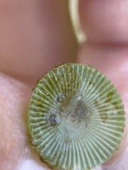 Bunodeopsis globulifera