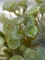 Bunodeopsis globulifera