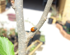 Hippodamia convergens