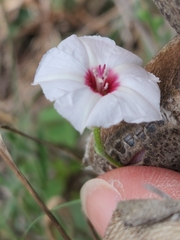 Convolvulus equitans