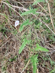 Convolvulus equitans